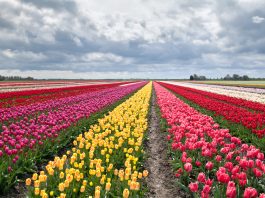 Best time to visit Netherlands for tulips